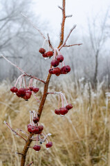 frosty morning in the Urals