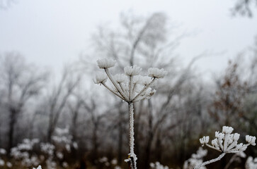 frosty morning in the Urals