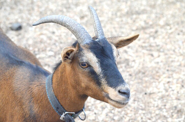 Close-up of a cute young goat's head