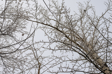 Winter nature of the Urals