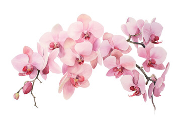 Pink orchid flowers on transparent background