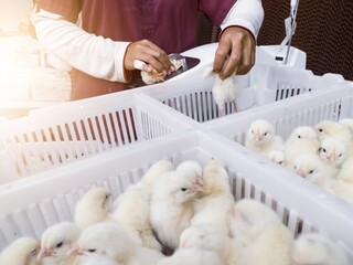 Chicken vaccine injection process ,Vaccine injection process on newborn chickens in hatchery production activity. © Suranto