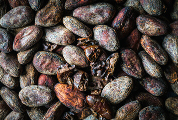 Cocoa beans background, close-up of cocoa bean,  dried broken cocoa beans