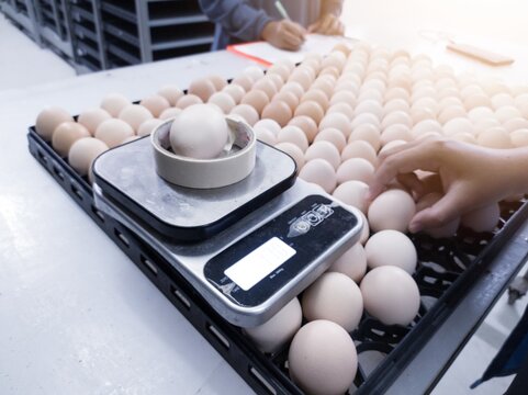 Quality control is taking sample data on the weight scales of eggs to be hatched.