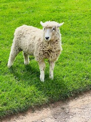 Obraz premium Feeling woolly and carefree 