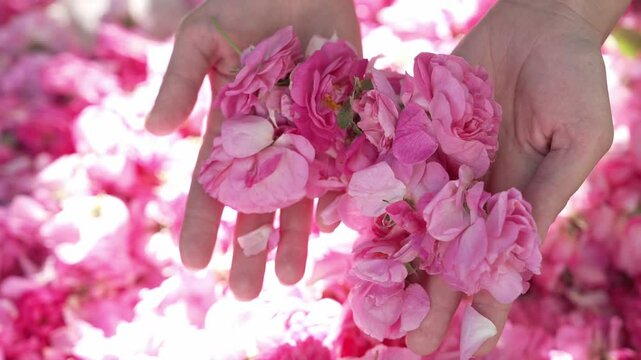 Rose otto. Woman Hands Harvesting a handful of rose petals in blooming season on a sunny day
