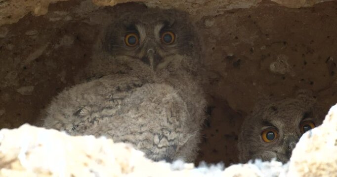 Owl chicks in the nest