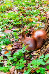 Cute fluffy red squirrel sitting on grass,looking for food near big tree in city park or forest on autumn fall day. wild animal life