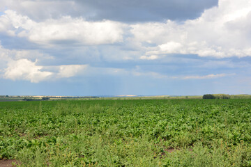 a field with a cloudy and rainy sky and a village in the background 