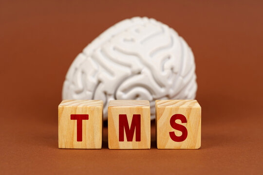 Exploring the potential of transcranial magnetic stimulation with a model brain in a warm, inviting setting