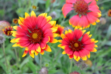 Obraz premium red and yellow gaillardia flowers that are in a garden close up