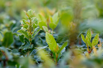 leaves in the forest