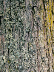 Tree bark Grunge texture background, wallpaper, mockup. Nature Concept