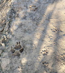 Big and little dog paw prints in the mud. Footprints of a big and small dog on the ground. Background with copy space