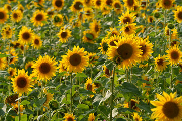 Obraz premium field of sunflowers in summer