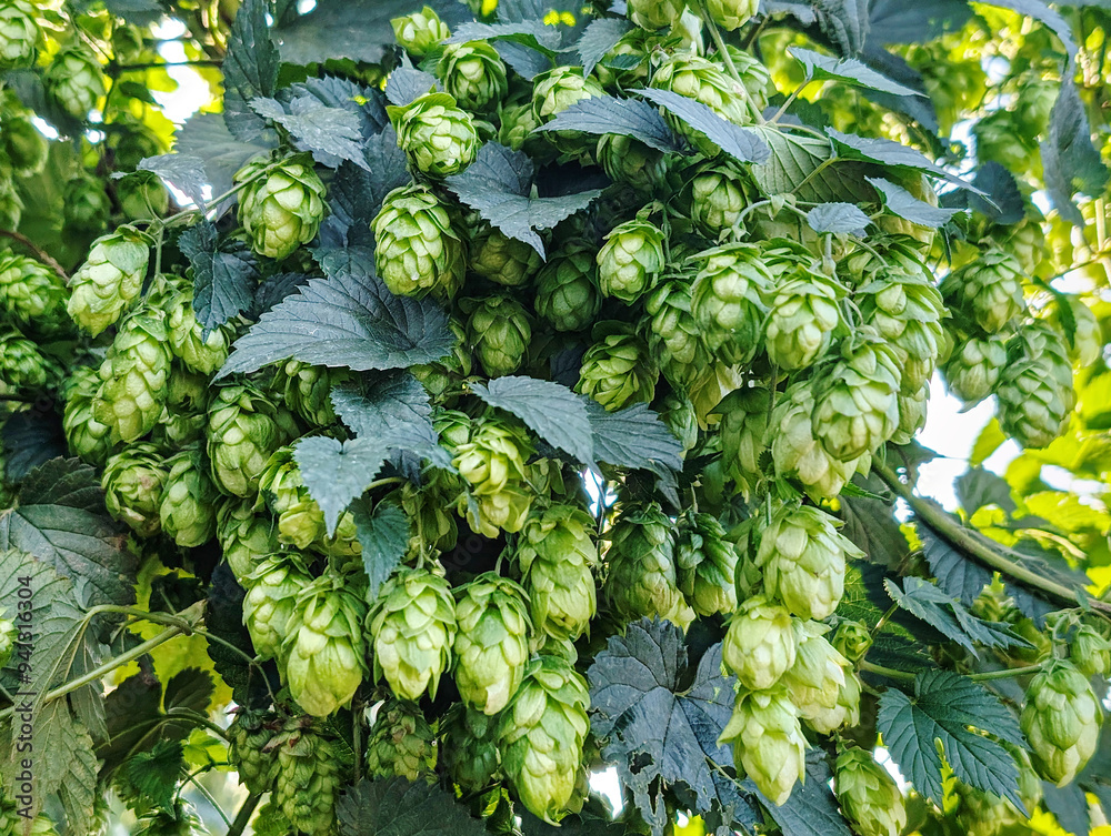 Wall mural a close-up hop cones hanging in clusters on a hop plant, with light green, petal-like structures and