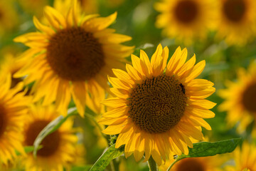 sunflowers in the field