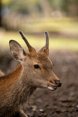 Japan Nara Deer Close up