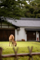 Japan Nara Deer In a farm