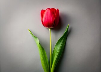 isolated red tulip scene minimalist photography studio still life floral arrangement single bloom red flowers simplicity elegance freshness nature beauty botanical isolate