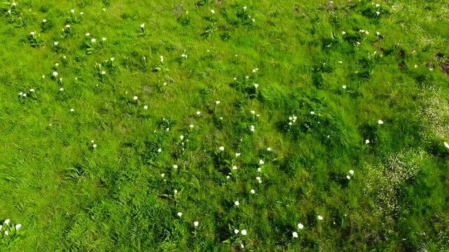 Big field of white Arum Lily and small white wild flowers on a green field