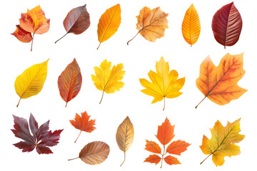 Fototapeta premium Watercolor autumn yellow leaves and plants collection isolated on white background