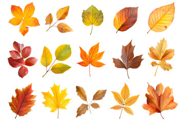 Fototapeta premium Watercolor autumn yellow leaves and plants collection isolated on white background