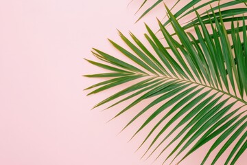 Fototapeta premium Tropical Palm Leaves on a Soft Pink Background