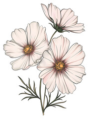 Cosmos flower very simple traditional tattoo flash styles illustration