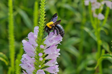 ハナトラノオの花の蜜を吸うアブ