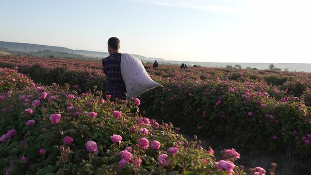 Rose Picking. A worker in a pink field. Organic Rose Essential Oil Production