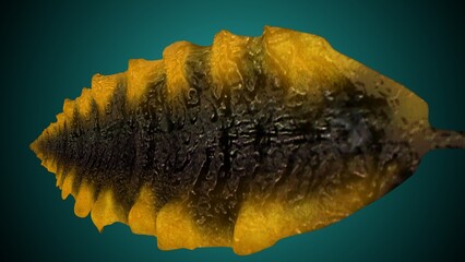 laminaria tree  leaf anatomy. 3d illustration