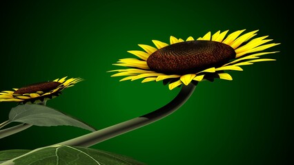 sunflower plant and yellow oil flower anatomy. 3d render