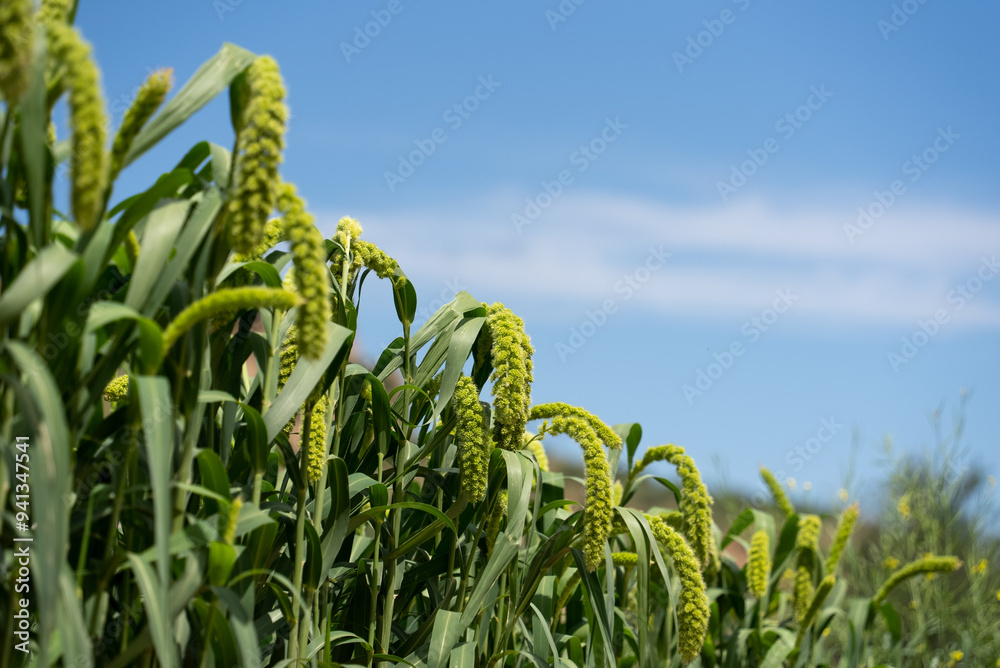 Poster sorghum field