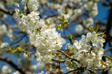 Cherry blossoms in the spring sunshine