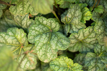 Close-up of green leaves, view from above