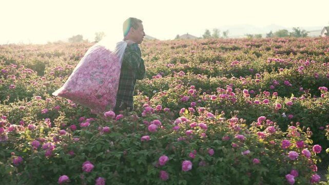 Damask Rose cultivation and harvesting. Cosmetics and perfume industry, rose oil
