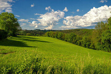 Green meadow landscape in the sunny spring