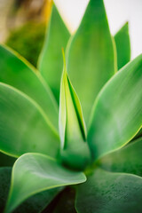 Close-Up of Agave Attenuata Plant in Natural Light