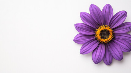 Fototapeta premium A vibrant purple flower with striking yellow center, symbolizing beauty and tranquility. Its petals radiate freshness and joy.