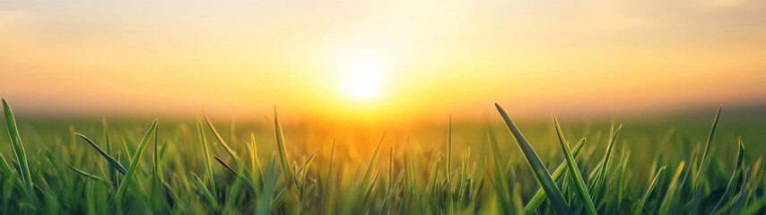 Obraz premium A serene sunrise over lush green grass evokes sense of peace and tranquility. warm light creates beautiful atmosphere, inviting fresh start.