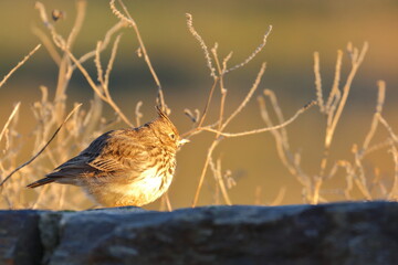lark