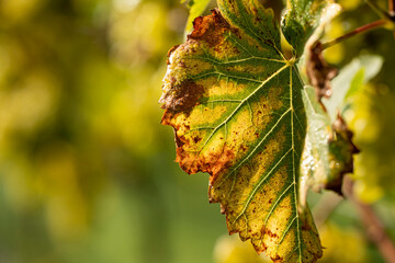 An autumn Vine Leaf in bright sunshine.