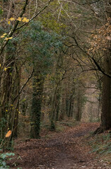 Obraz premium Autumn comes to North Devon, UK.