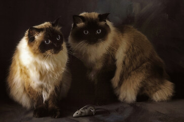 Portrait image of two Colourpoint Cats. Sometimes known as Himalayan Cats  and derive from crossing...