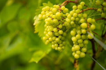 Grapes in summer sunshine on the vine.
