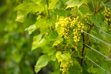 Bunches of green grapes growing in a vineyard on wires
