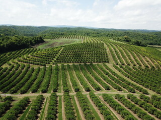 citrus plantation in argentina