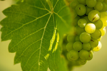 A bunch of grapes hiding from the summer sun under vine leaves.
