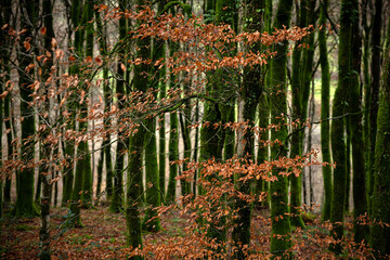 Last of the autumn leaves on the trees.